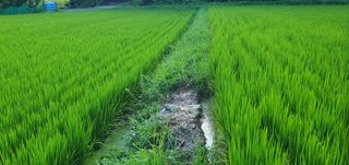 반성식님의 벼 · 영농일지 작성글 사진