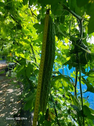 공주유구 구계박만호님의 기타작물 · 영농일지 작성글 사진