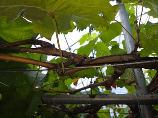 이만근님의 포도 · 영농일지 작성글 사진