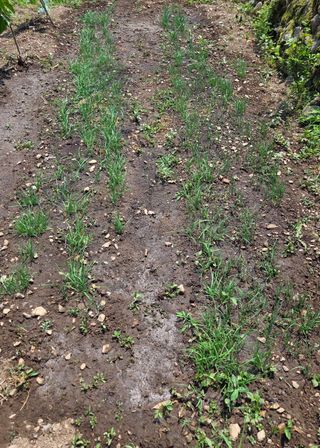 오현백님의 기타작물 · 영농일지 작성글 사진