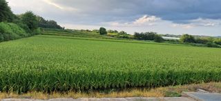 이복길님의 벼 · 영농일지 작성글 사진