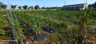 이장호님의 옥수수 · 영농일지 작성글 사진