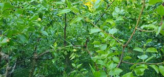 반성식님의 벼 · 영농일지 작성글 사진