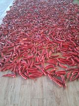 팜모닝 기타작물·영농일지 게시글 이미지