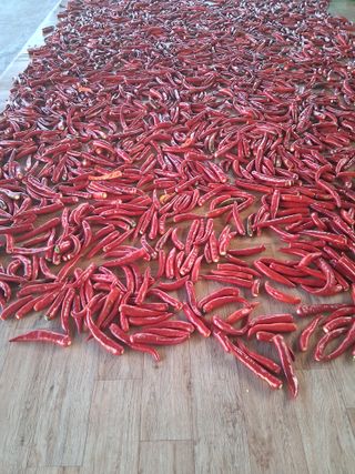 양파15542님의 기타작물 · 영농일지 작성글 사진