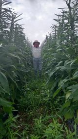 팜모닝 참깨·영농일지 게시글 이미지