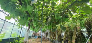 박상중님의 복숭아 · 영농일지 작성글 사진