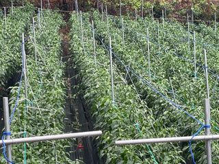 호동댁님의 고추 · 영농일지 작성글 사진