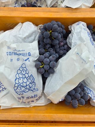 캠벨 🍇님의 기타작물 · 영농일지 작성글 사진