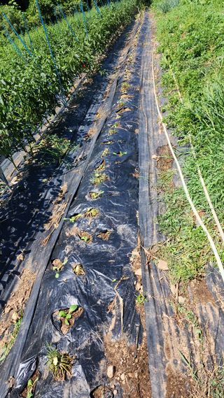 사과18413님의 기타작물 · 영농일지 작성글 사진
