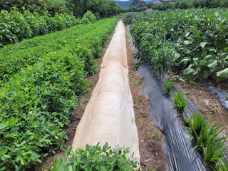 이시형님의 기타작물 · 영농일지 작성글 사진