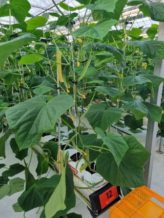 김희범님의 오이 · 영농일지 작성글 사진