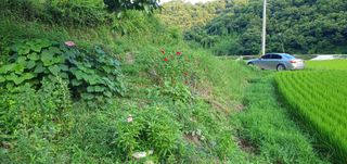 반성식님의 벼 · 영농일지 작성글 사진