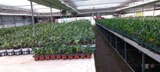 두릅나무15847님의 기타작물 · 영농일지 작성글 사진