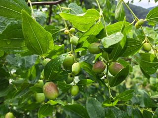 강호지인님의 기타작물 · 영농일지 작성글 사진