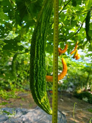 공주유구 구계박만호님의 기타작물 · 영농일지 작성글 사진