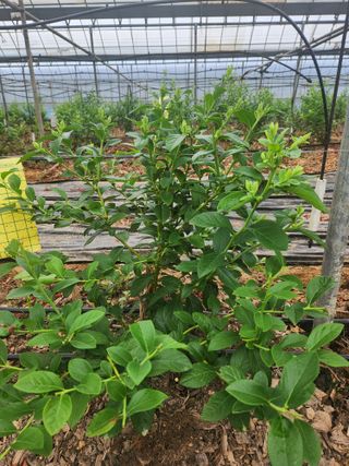 꽃지베리팜(윤인원)님의 블루베리 · 영농일지 작성글 사진