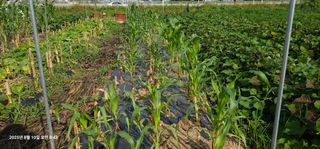 이장호님의 옥수수 · 영농일지 작성글 사진
