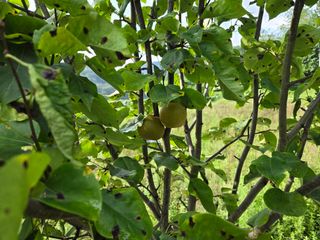 강호지인님의 기타작물 · 영농일지 작성글 사진