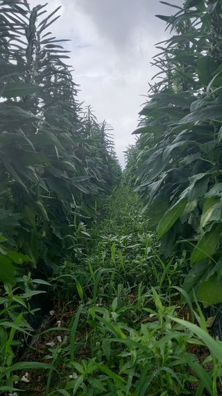 마에스타님의 참깨 · 영농일지 작성글 사진