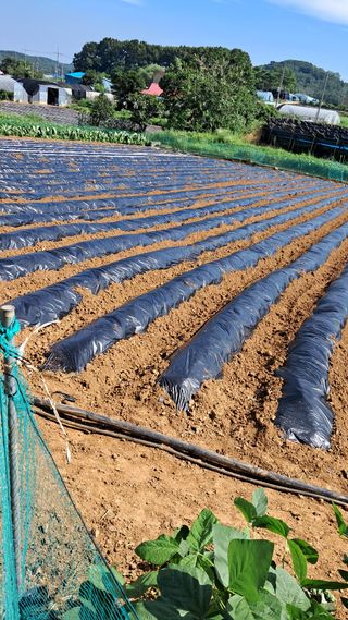 bpjh9173님의 감자 · 영농일지 작성글 사진