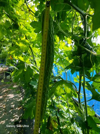 공주유구 구계박만호님의 기타작물 · 영농일지 작성글 사진
