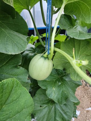 김저팔계님의 기타작물 · 영농일지 작성글 사진