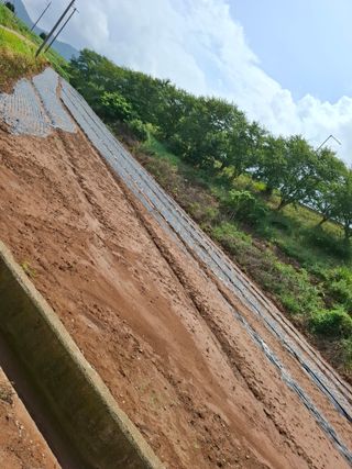 결단이님의 파 · 영농일지 작성글 사진