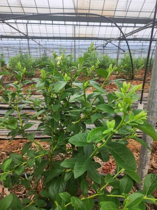 꽃지베리팜(윤인원)님의 블루베리 · 영농일지 작성글 사진