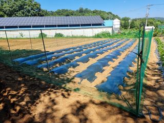 권병☆님의 배추 · 영농일지 작성글 사진