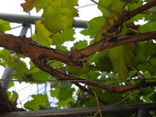 이만근님의 포도 · 영농일지 작성글 사진