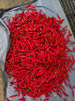 농부(홍)님의 고추 · 영농일지 작성글 사진