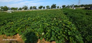 이장호님의 옥수수 · 영농일지 작성글 사진