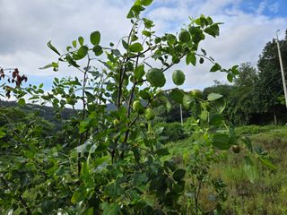 강호지인님의 기타작물 · 영농일지 작성글 사진