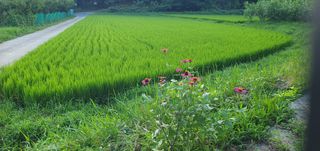 반성식님의 벼 · 영농일지 작성글 사진