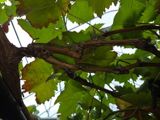 이만근님의 포도 · 영농일지 작성글 사진