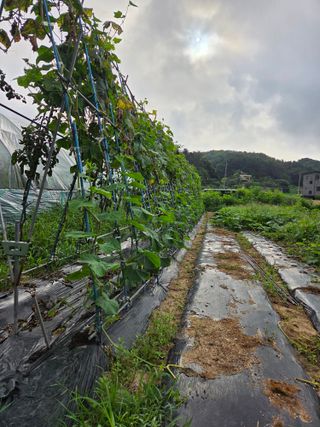 김윤회님의 오이 · 영농일지 작성글 사진