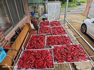 김동호님의 고추 · 영농일지 작성글 사진