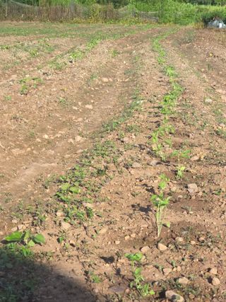 박정원님의 기타작물 · 영농일지 작성글 사진