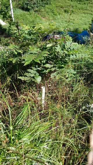 골탄님의 기타작물 · 영농일지 작성글 사진