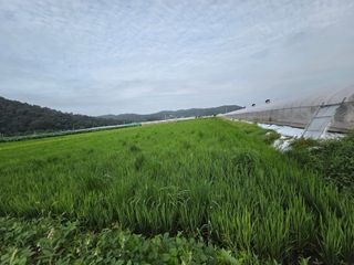 정조연님의 기타작물 · 영농일지 작성글 사진