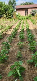 팜모닝 들깨·영농일지 게시글 이미지