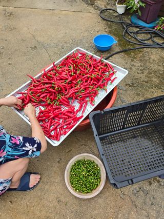 뚜벅이님의 기타작물 · 영농일지 작성글 사진
