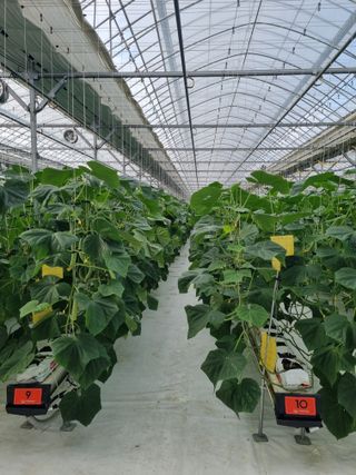 김희범님의 오이 · 영농일지 작성글 사진