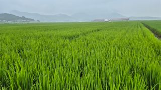 임상옥님의 벼 · 영농일지 작성글 사진