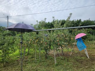 키다리님의 사과 · 영농일지 작성글 사진