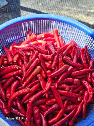 박용열조물주님 님의 고추 · 영농일지 작성글 사진