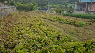 김영한님의 기타작물 · 영농일지 작성글 사진