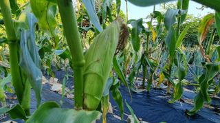 아침농원님의 옥수수 · 영농일지 작성글 사진