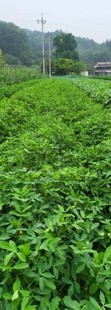 팜모닝 기타작물·영농일지 게시글 이미지